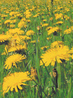 Blumenwiese - Beispiel der Poissonverteilung